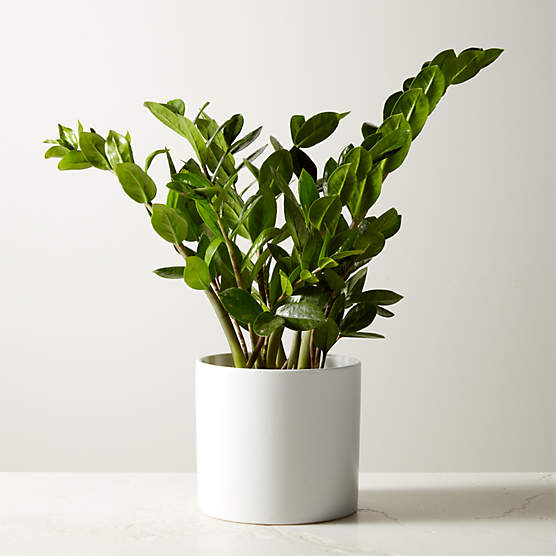 Live Zanzibar Gem ZZ Plant 6" in White Ceramic Pot